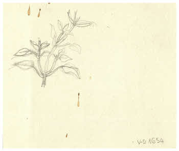 Visualizza l'immagine "FD D 1654 v."